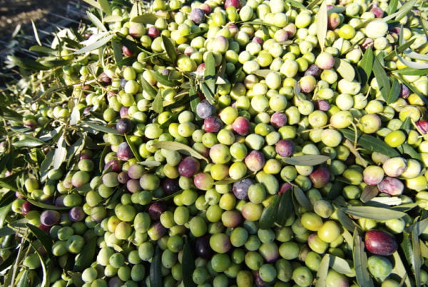 Visita programada a la finca (ingles, no utilizar)