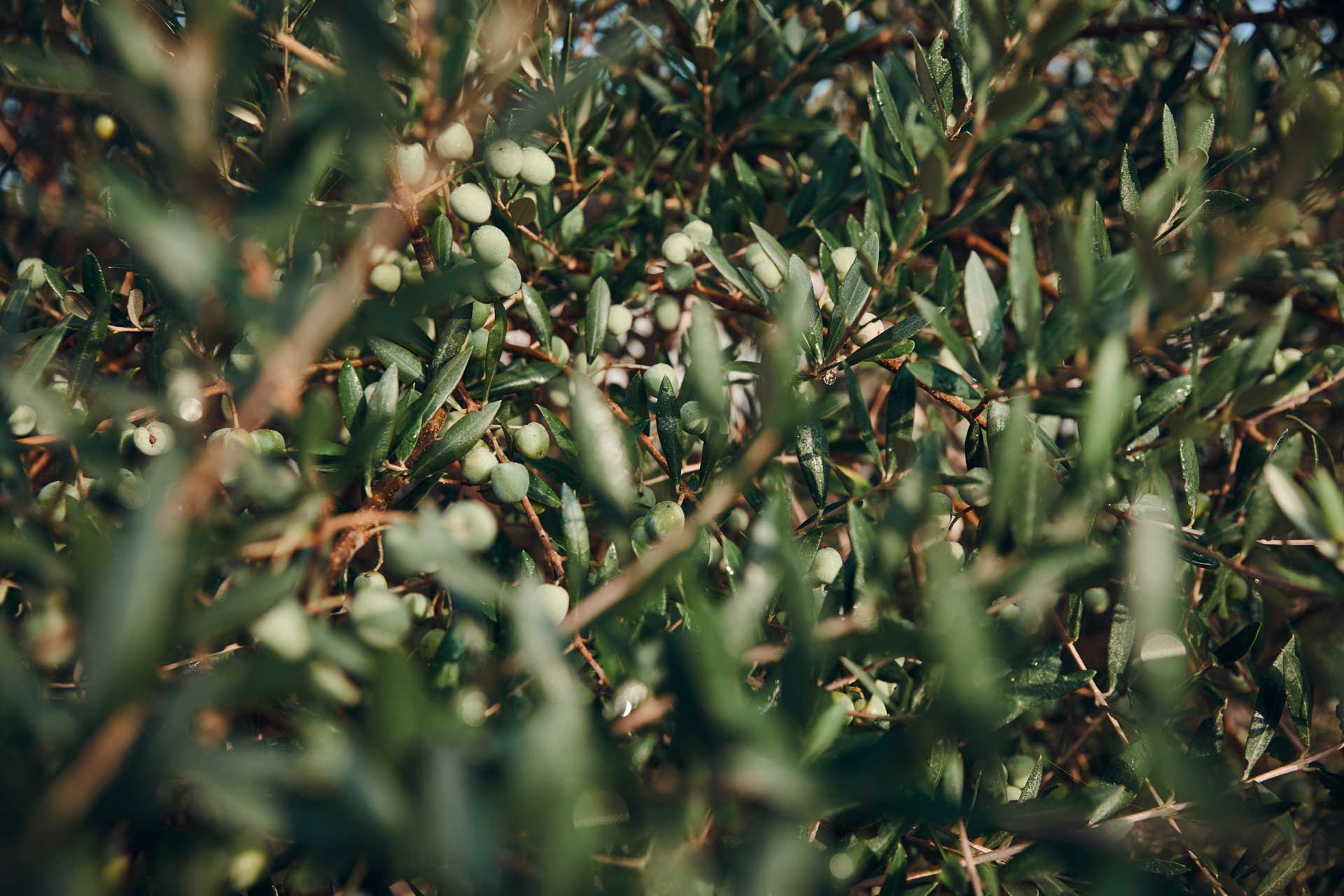 Aceitunas Mallorca