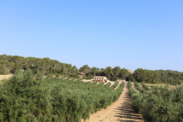 Aceite de Mallorca
