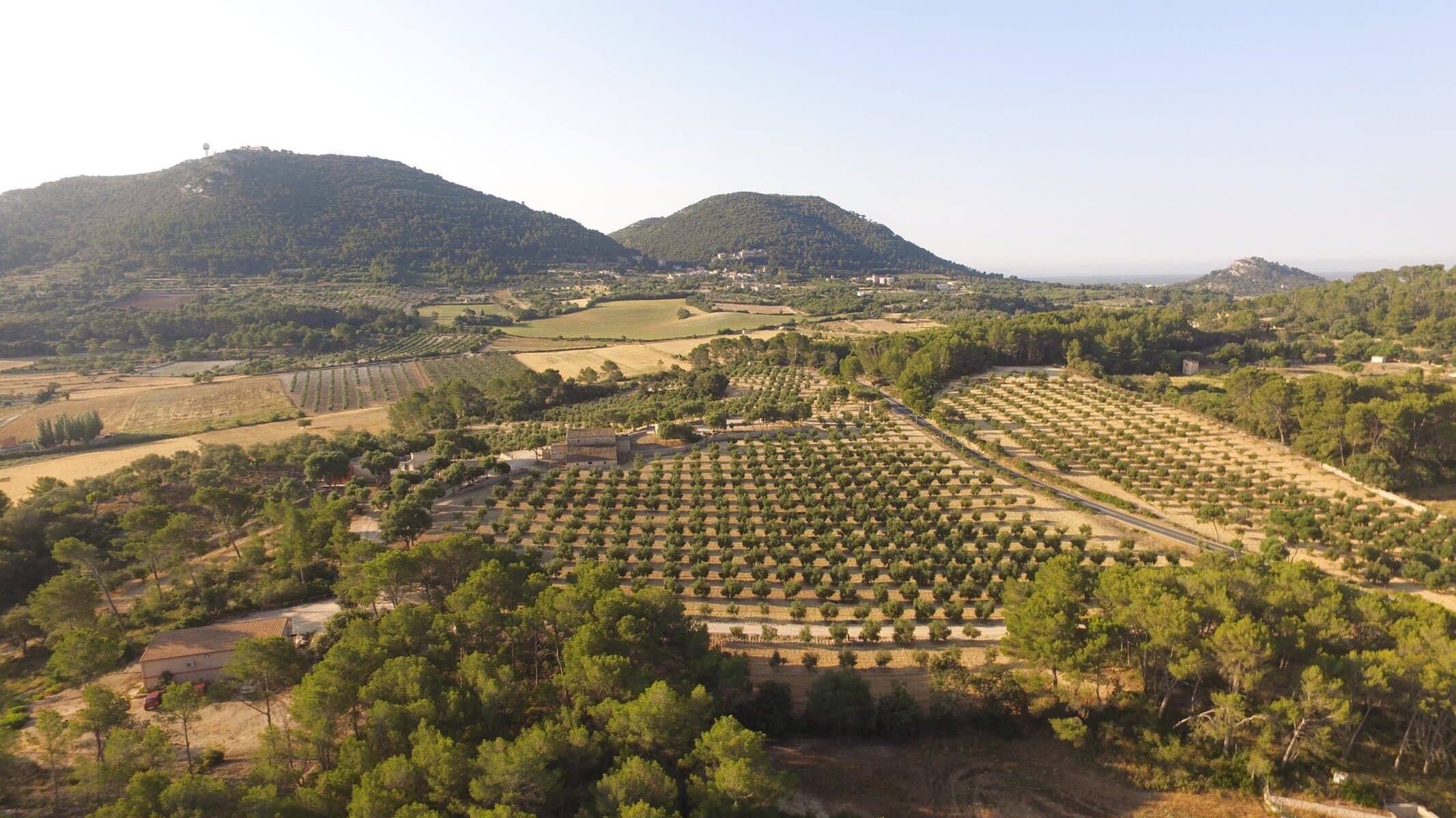 Arbequina olive oil farm