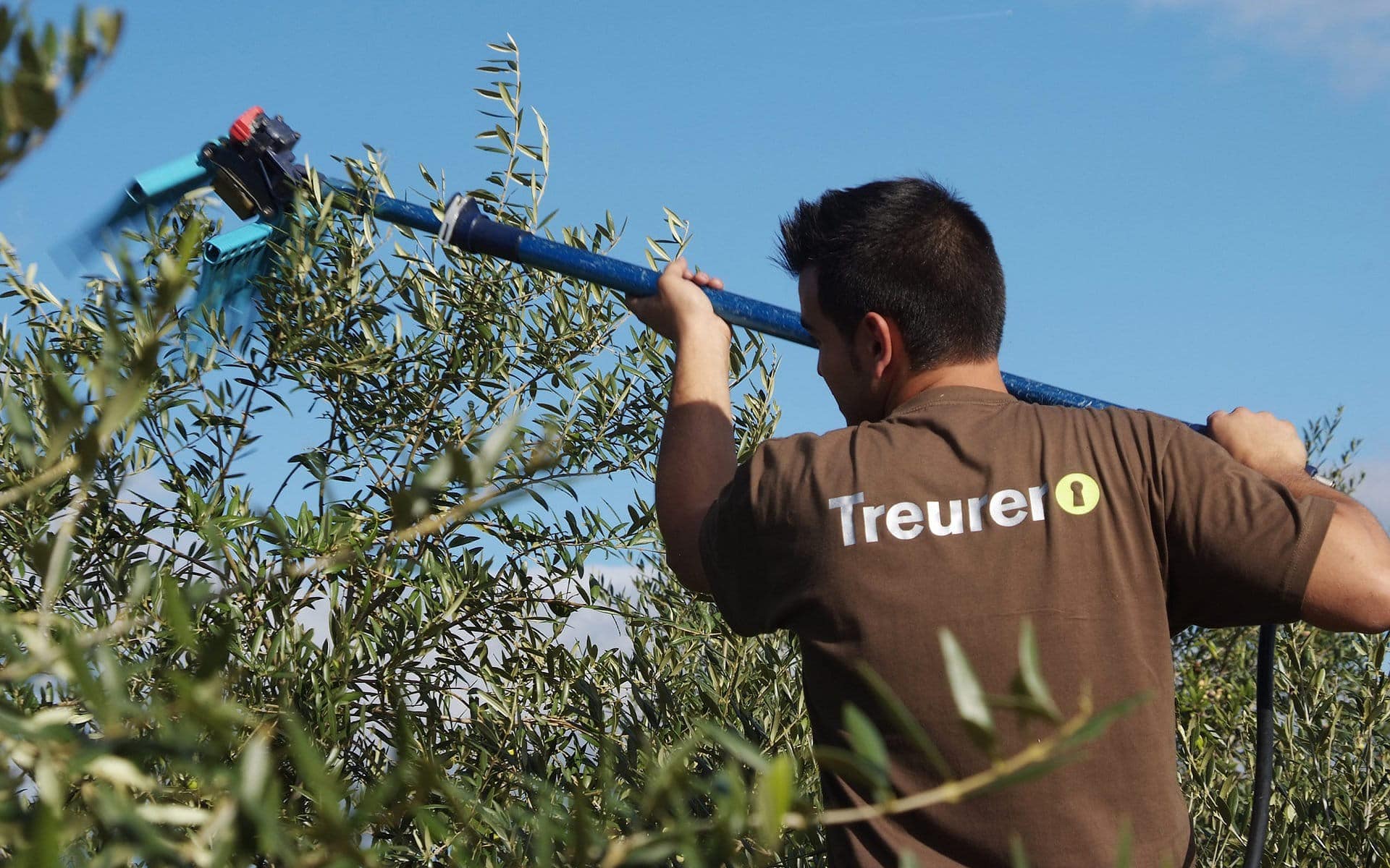 Cosecha de la aceituna en Finca Treurer - Mallorca