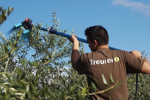 Cosecha de la aceituna en Finca Treurer - Mallorca