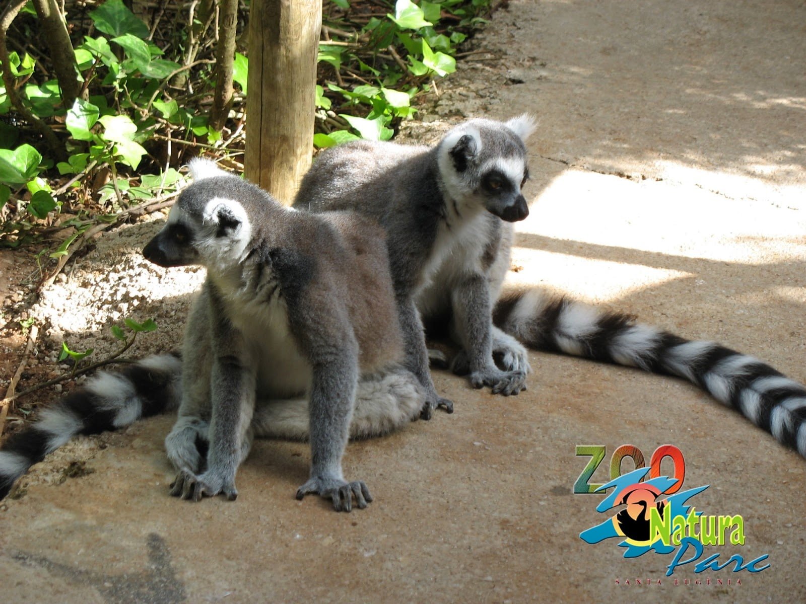 Lemur natura parc zoo mallorca 1