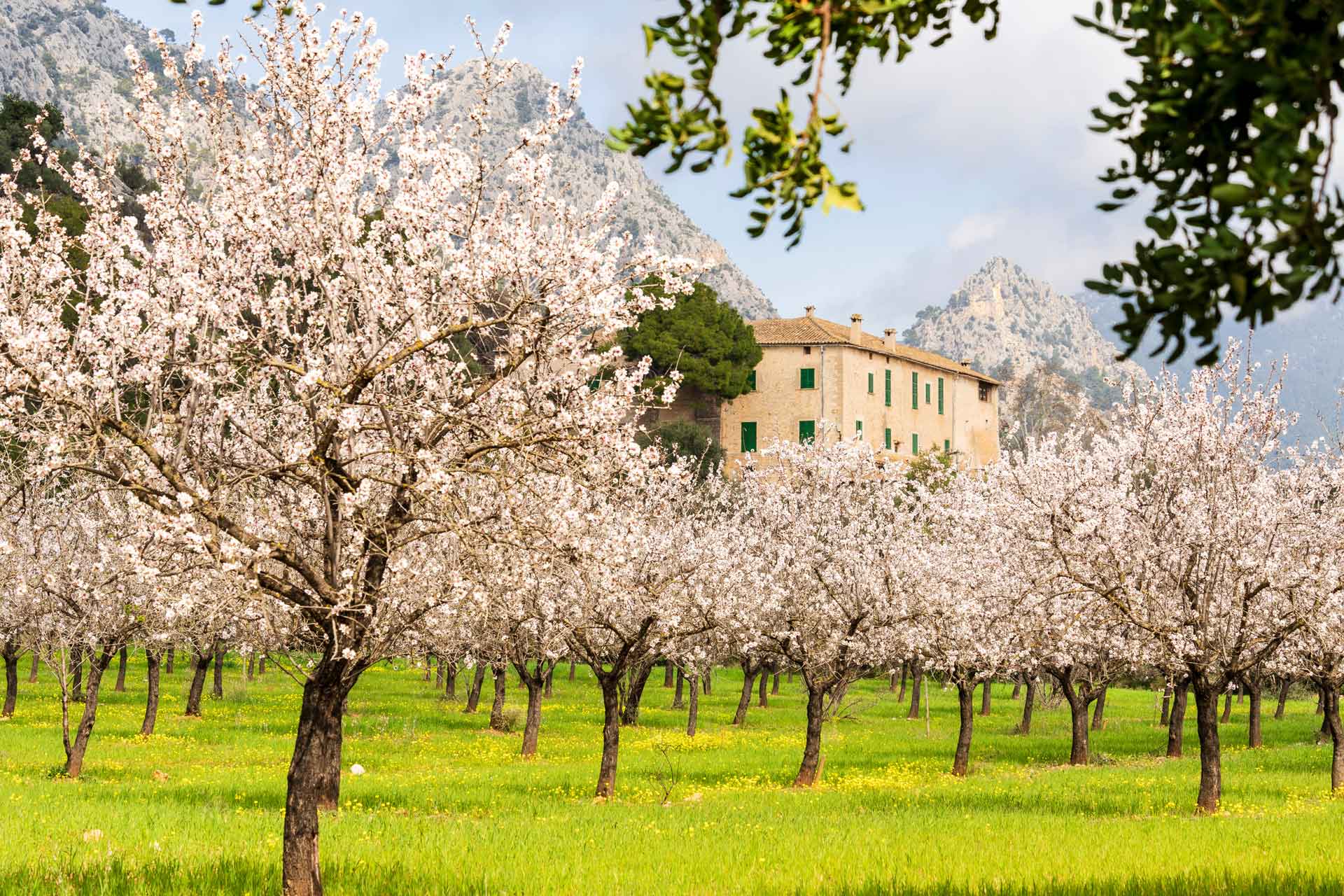 Mallorca en febrero - Almendros en flor