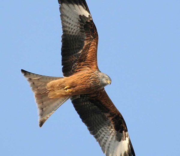 Un Xoriguer en olivar