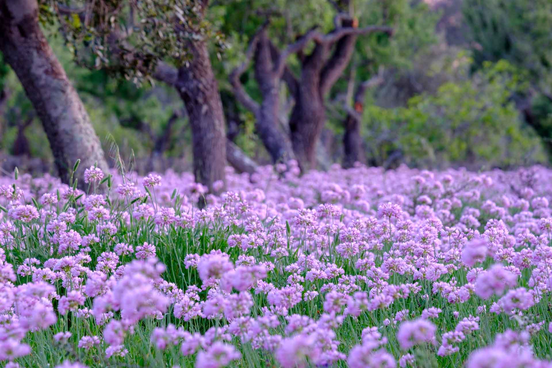 Sencelles: explorando su corazón histórico y arquitectónico 1 All de Bruixa en plena floración. Sencelles, Mallorca.