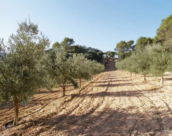 Oleoturismo - Visita nuestra finca de olivos arbequina, Mallorca