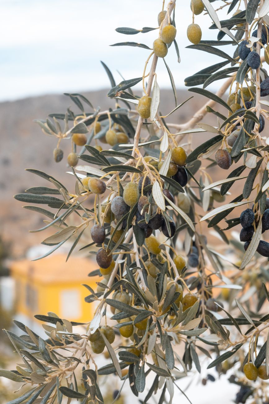 Aceite de oliva virgen extra y salud: qué dice la ciencia 3 Estructura molecular de polifenoles y antioxidantes presentes en el aceite de oliva.