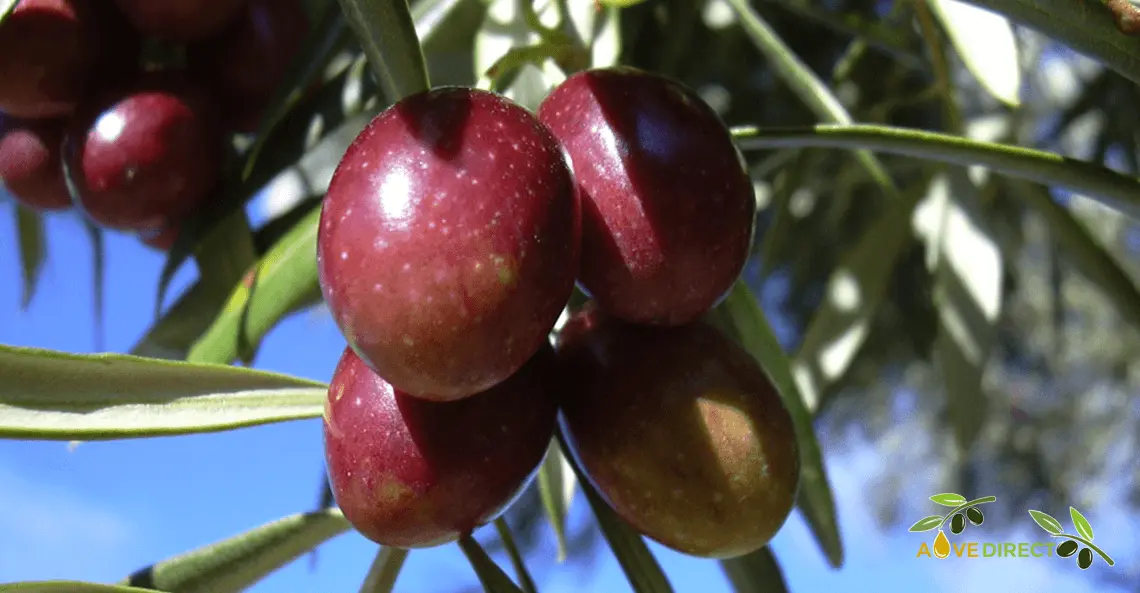 Aceituna Royal Jaén