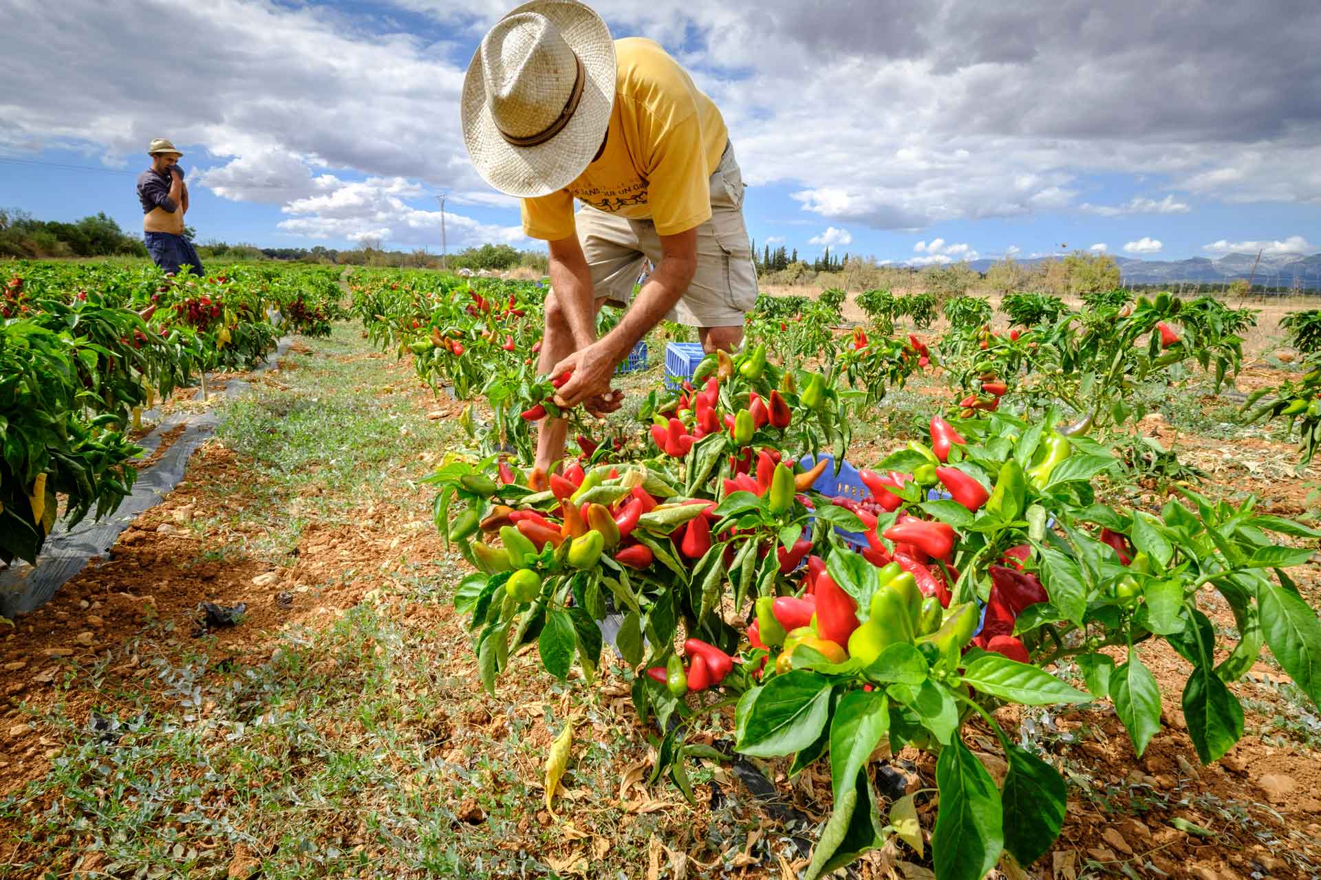 Plantación de tap de cortí. Sencelles, mallorca.